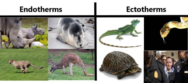 endothermic vs ectothermic animals