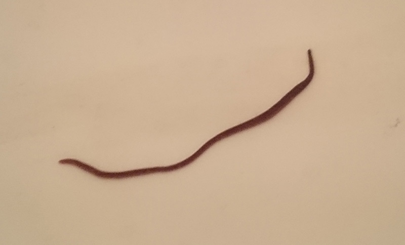 Black Dark Red Smooth West African Worm Full Of Blood Echemi - How To Get Rid Of Red Worm In Bathroom Drains